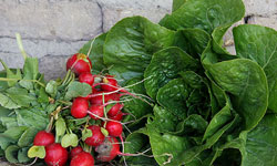 توزیع سبزی بسته‌بندی در بازارهای میوه و تره‌بار مشهد